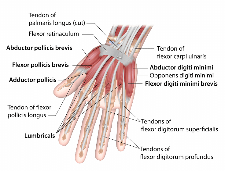 Shoulder physical therapy