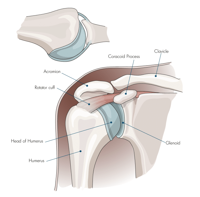 Anatomy of the shoulder