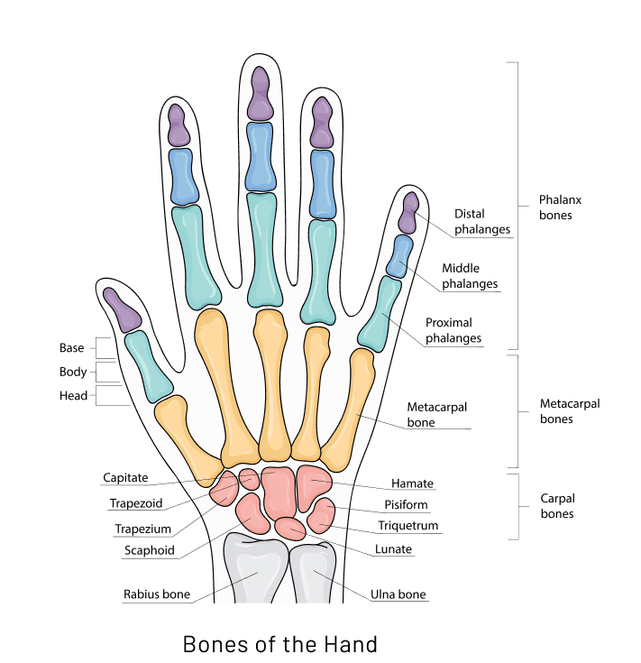 Anatomy of the hand and wrist